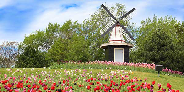A windmill stands amid a field of dazzling tulips.