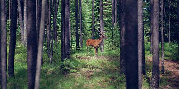 A deer in the spruce fir forest