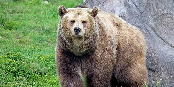 A large brown bear roaming