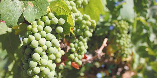 Ripening on the vine: Pahrump is home to award-winning wines.