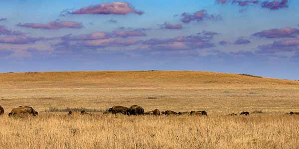 Wide view of the Tallgrass Prairie Preserve with a herd of American bison in Pawhuska, Oklahoma
