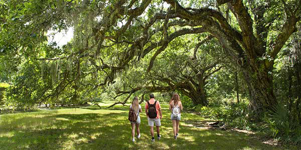 A man and two women walk under oaks draped with Spanish moss.