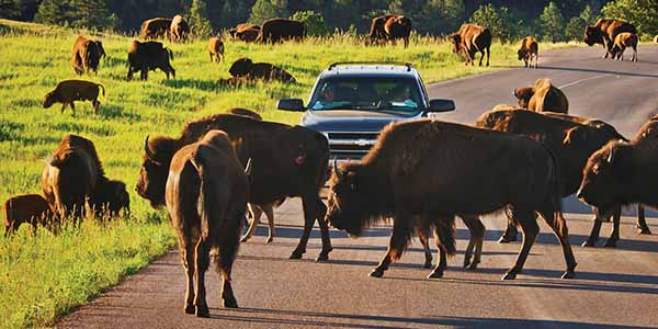A herd of buffalos in front of a car
