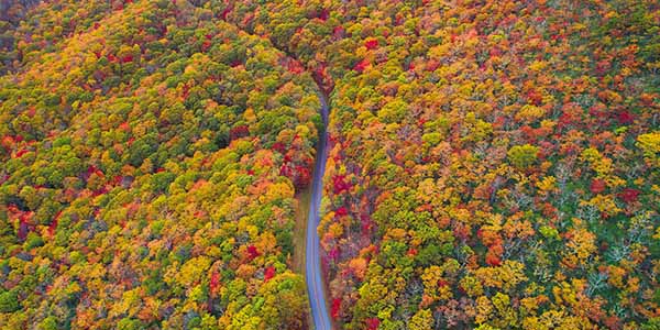 An aerial view of a road between fall colored trees