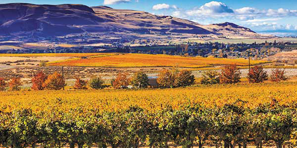 A golden field of grapes with rolling hills in the background.