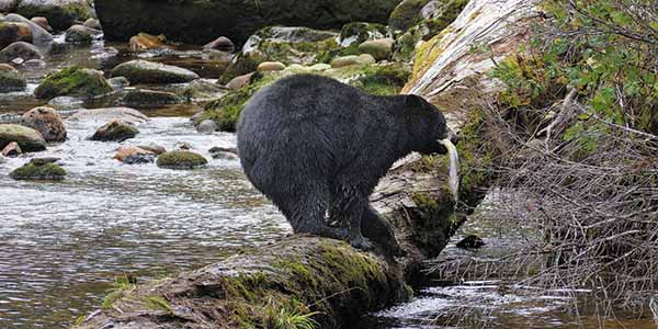 A bear nabs a fish in an Olympic Peninsula stream.