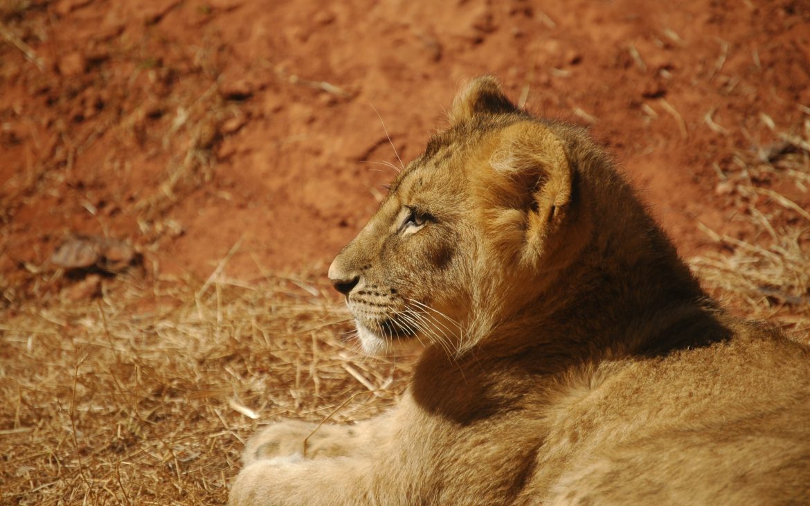 Lion cub laying down on dirt at OKC Zoo