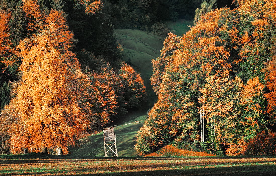 Trees turn gold and crimson on a grassy slope.