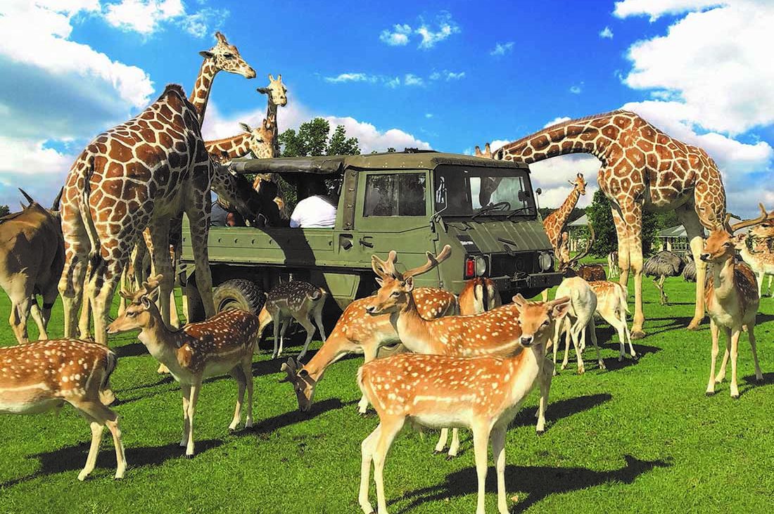 Tangipahoa Parish Giraffes and deer gather around an olive-green military-type vehicle.