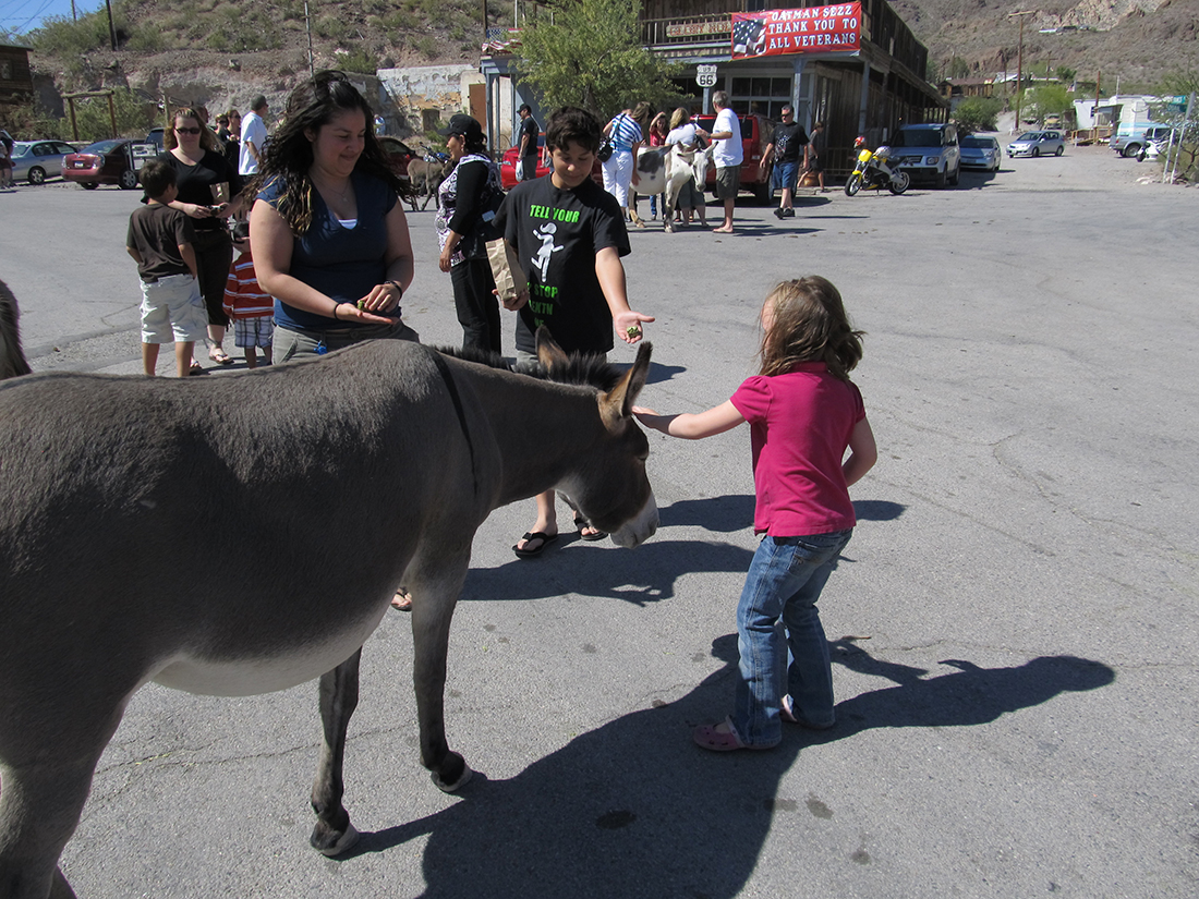 A child and other family members feed burros in Oatman