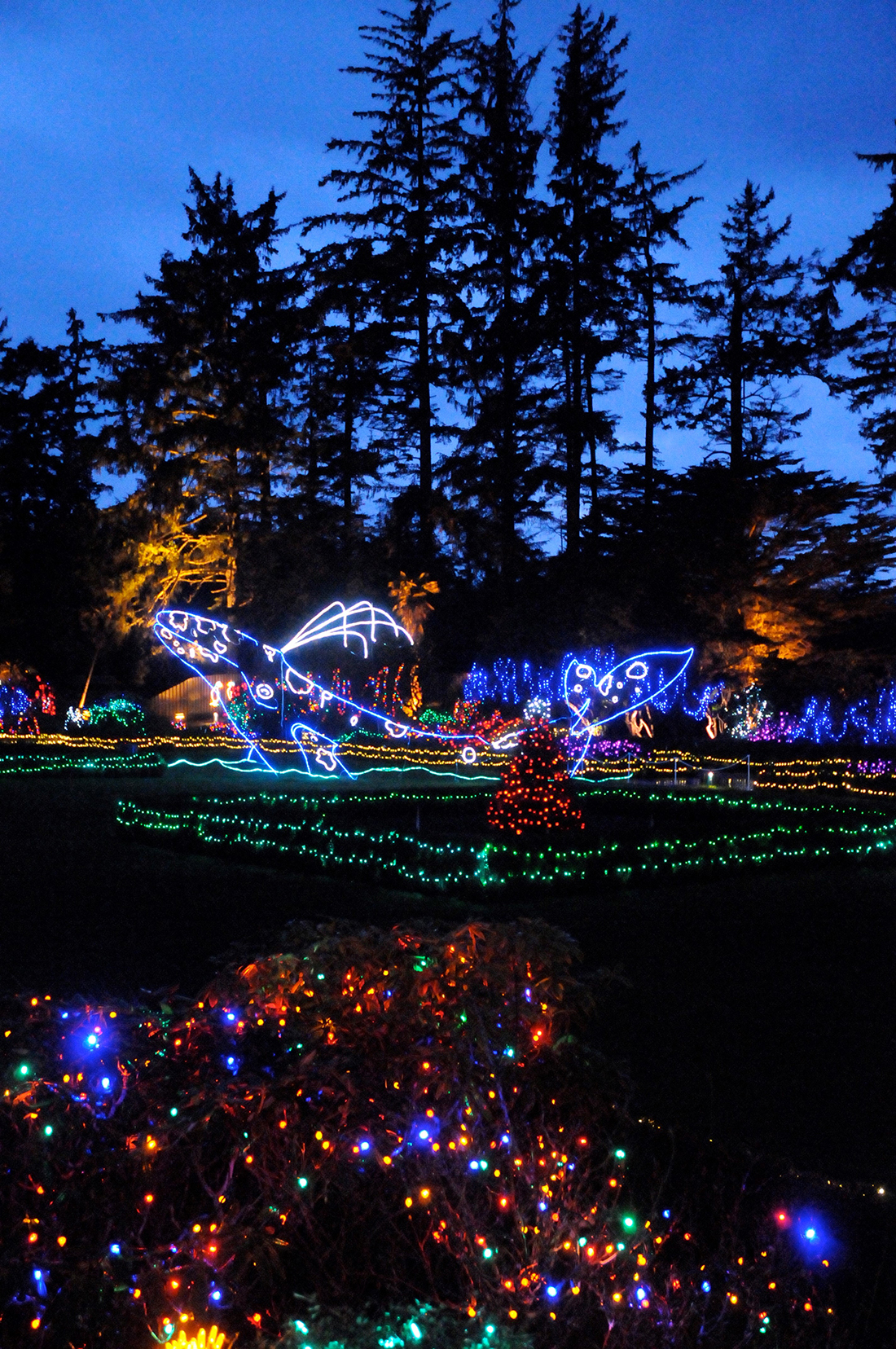 A light sculpture of a whale Bright holiday lights shining in the night.