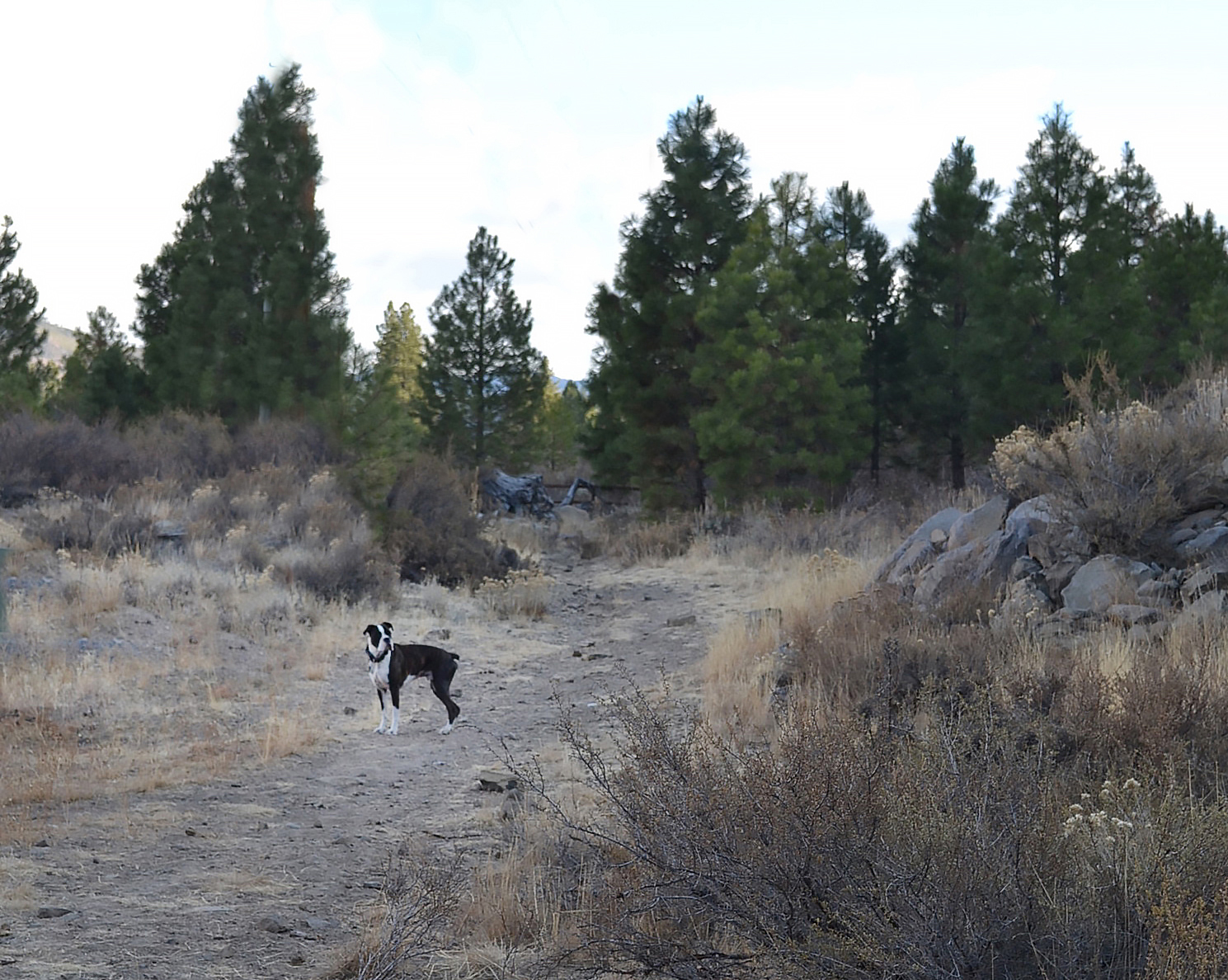 A boxer dog about to set out on a wilderness trail.