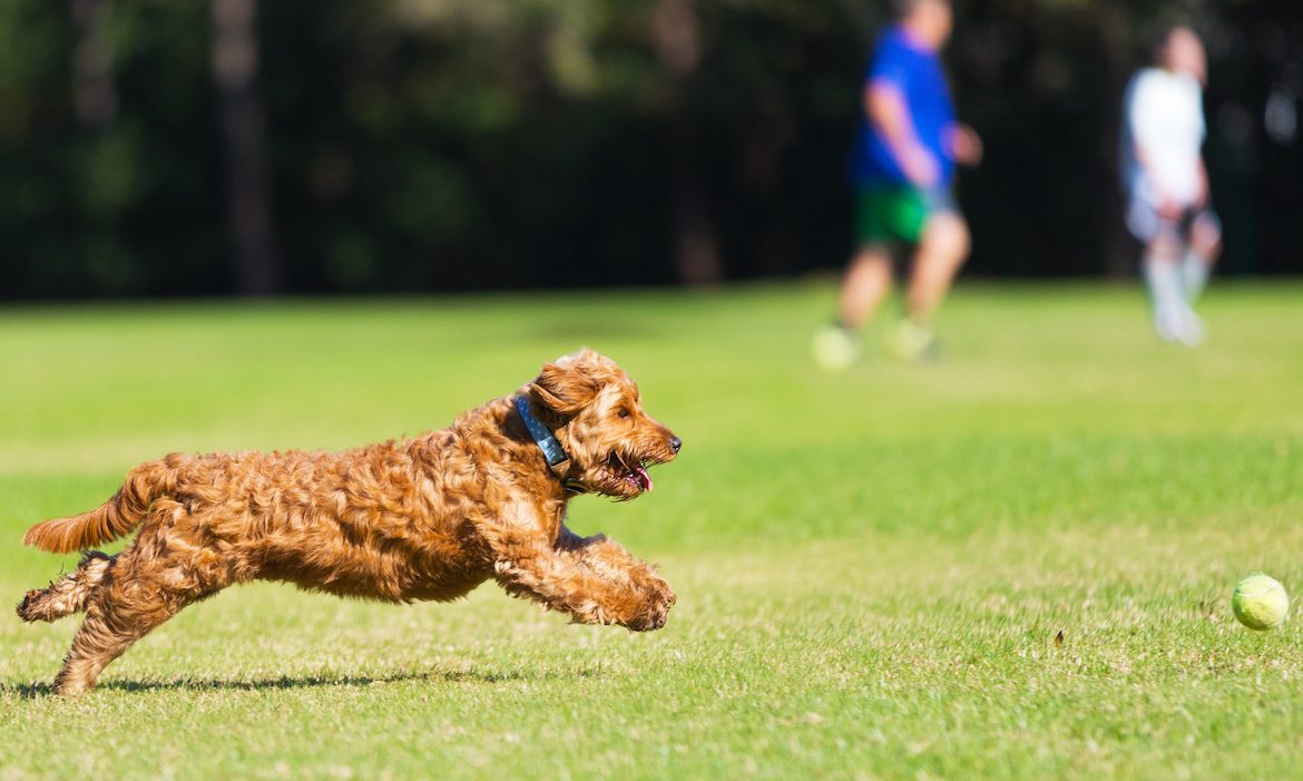 side view of a young Miniature golden doodle chasing tennis ball