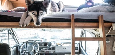 Cute black and white dog laying on RV bunk bed