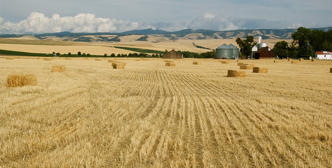 A beautiful golden field of wheat.