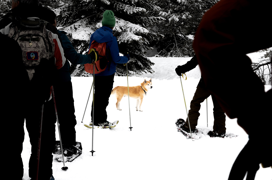 Skiing in Truckee A group of skiiers gather around a dog.