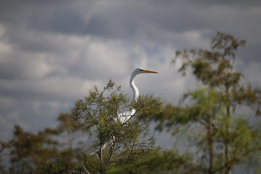 Everglades Egret An egret ambling through the Florida Everglades. Florida Everglades.