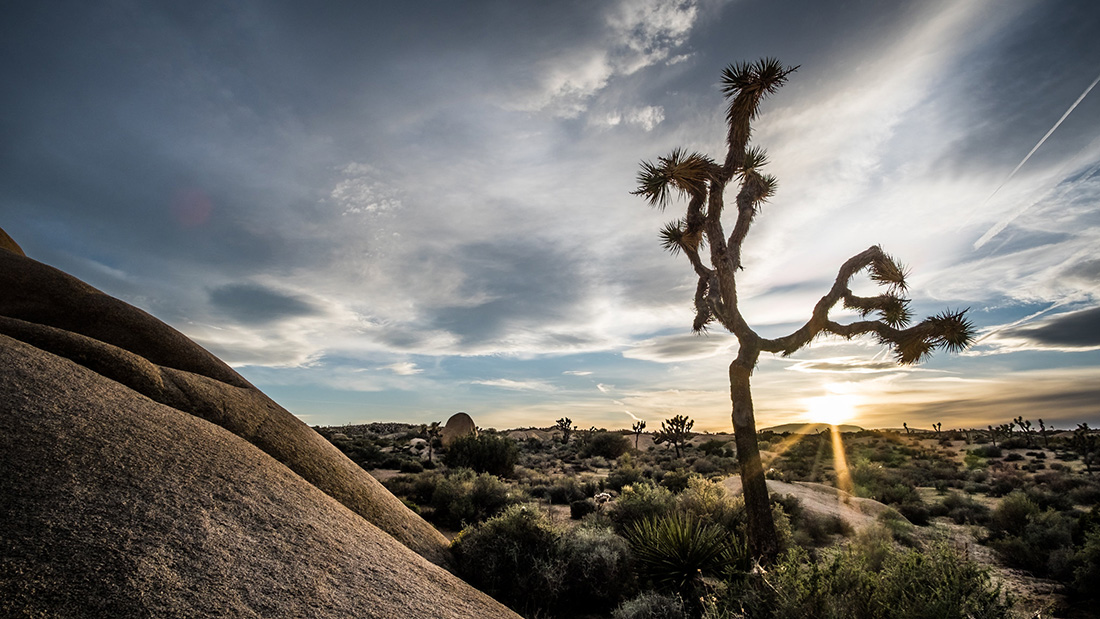 Joshua Tree The namesake tree of Joshua Tree National Park against a sunset.