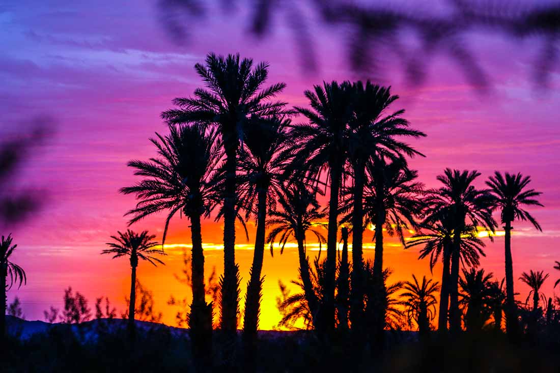 Beautiful desert sunset with palm trees