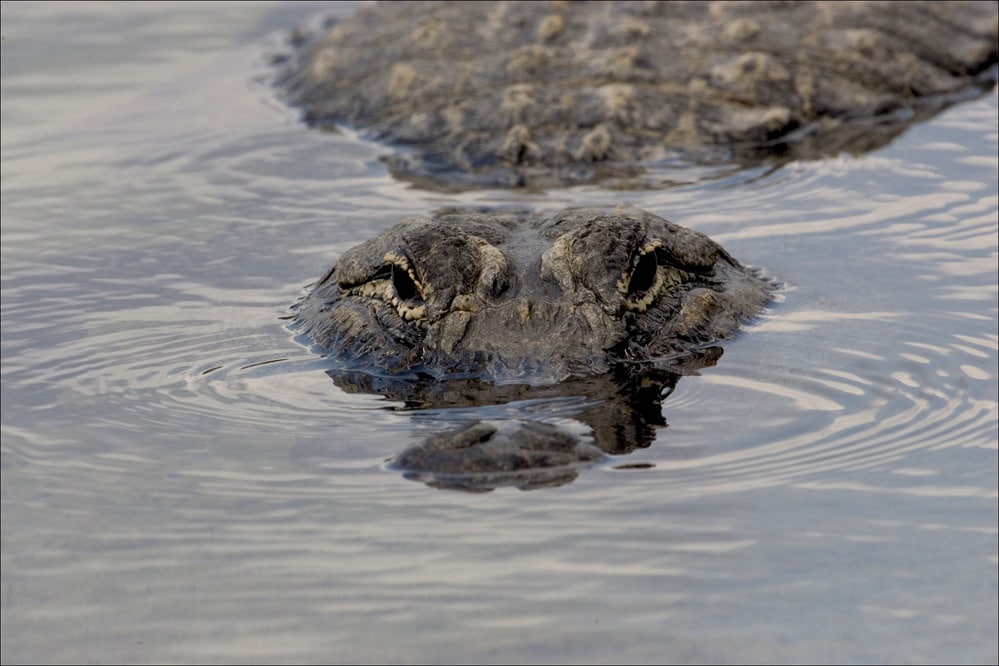 Alligator just beneath the surface.