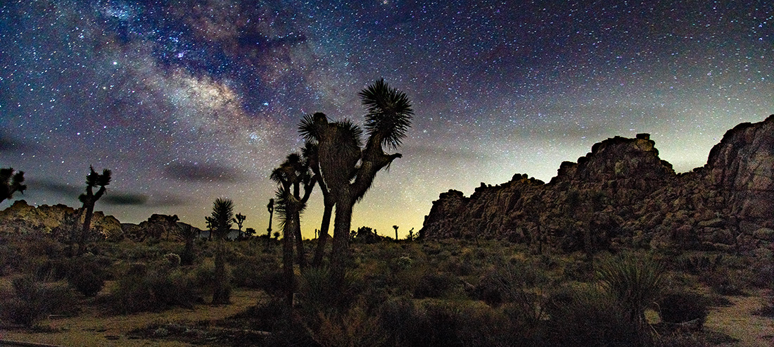 Joshua Tree NIght Joshua trees under a starry sky.