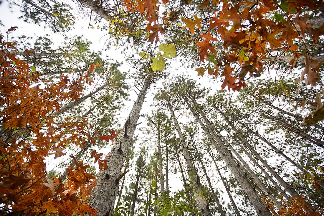 Oak and pine trees in the fall in Minnesota