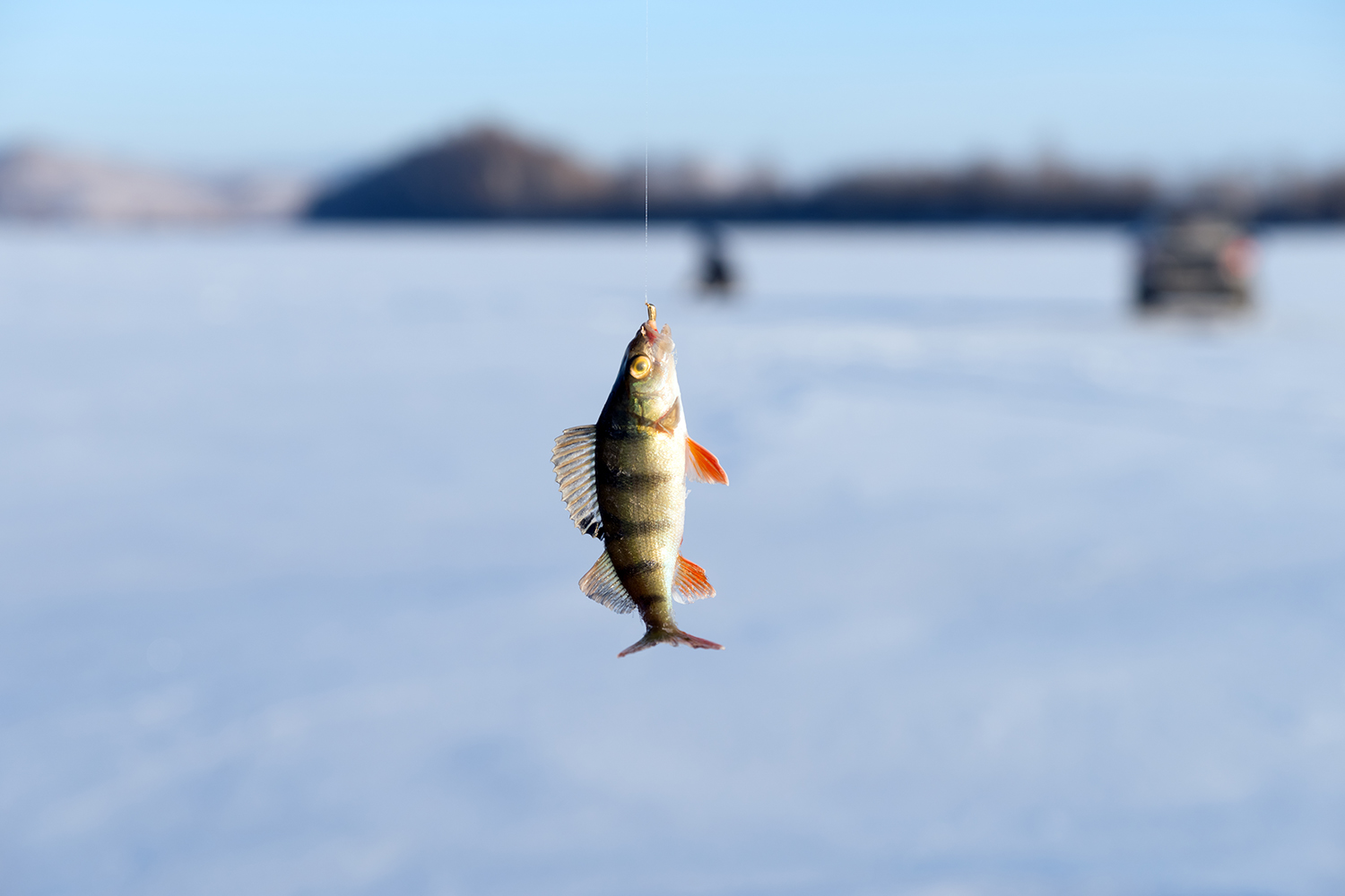 A fish dangles from a line in a snowy landscape.