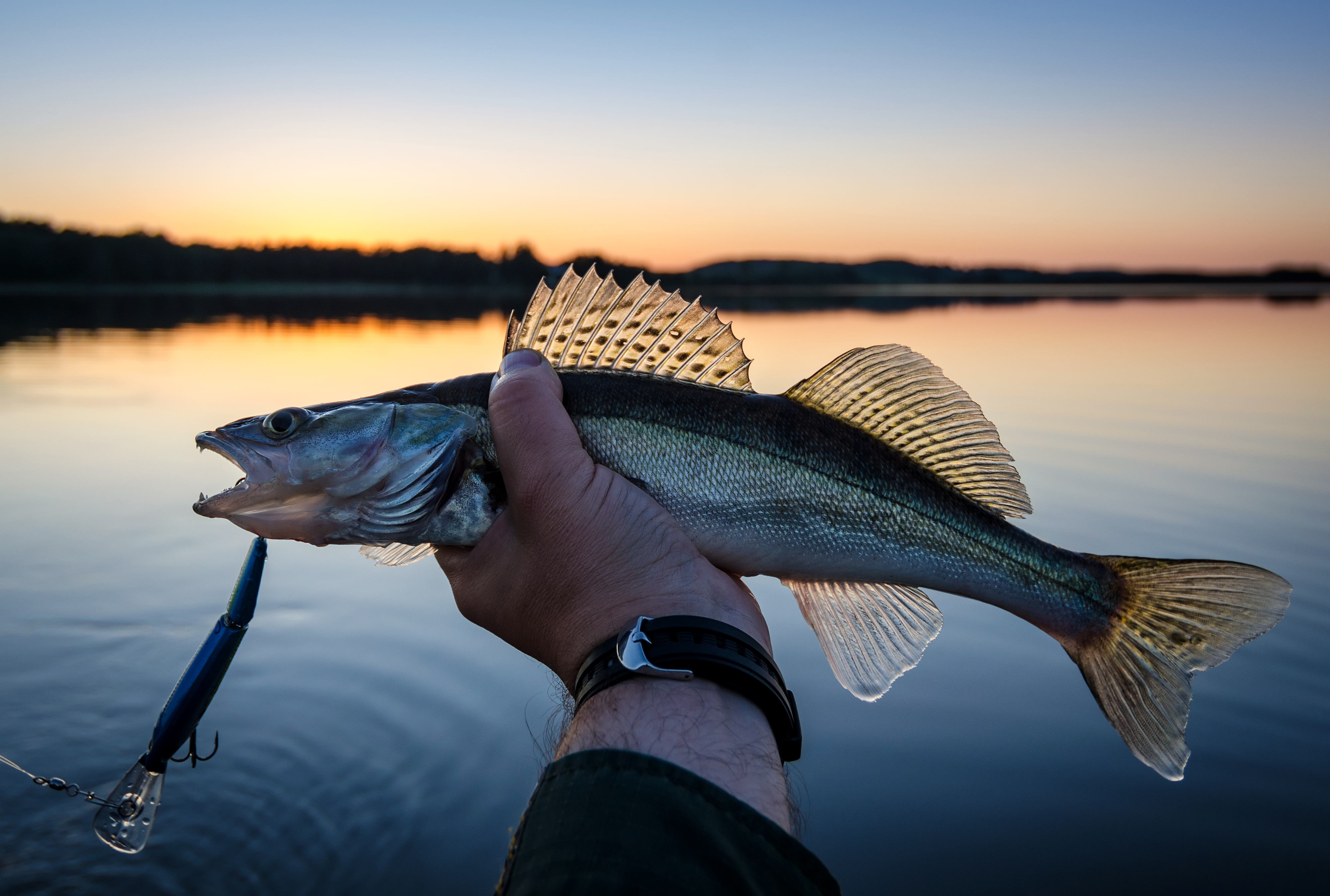 A man hold up a walleye fish against the horizon.