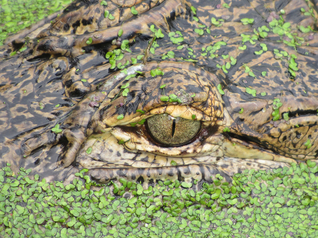 A gator's eye visible in water surface.