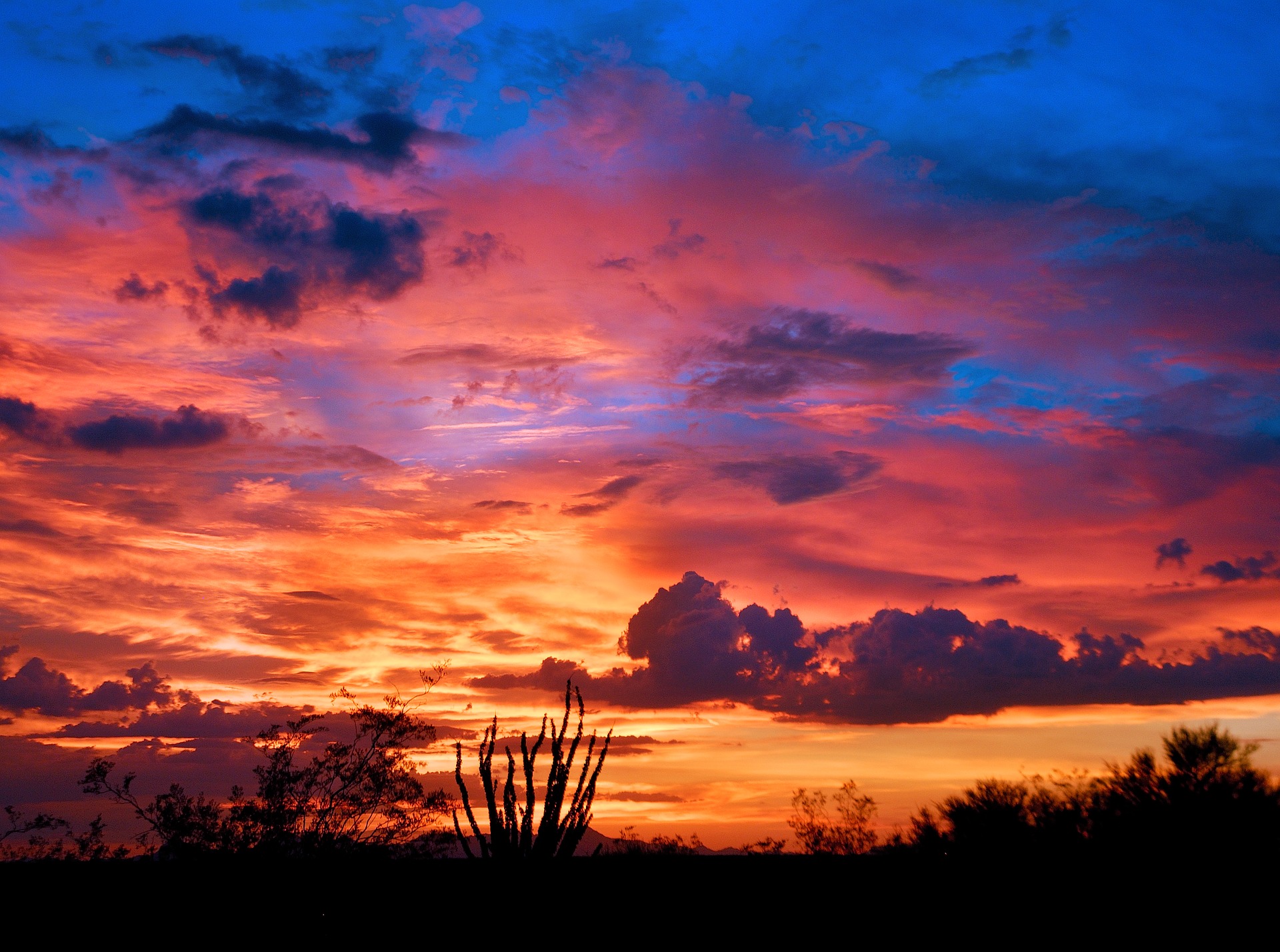 Tucson Sunset Sun setting over Saguaro Cacti outside of Tucson