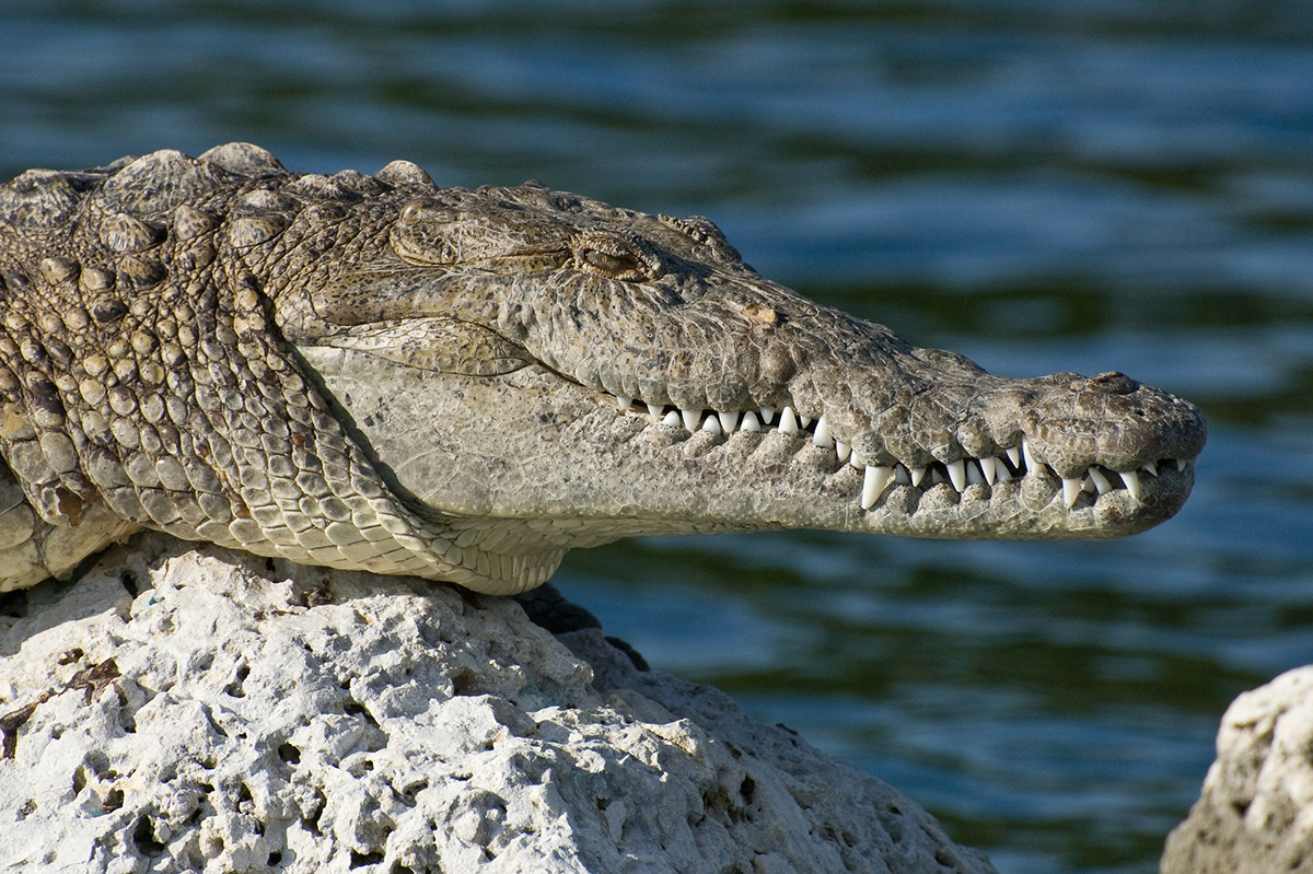 American crocodile chilling out in the sun.