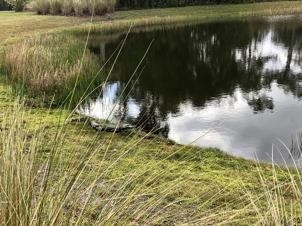 A gator lurking on the bank of a pond.