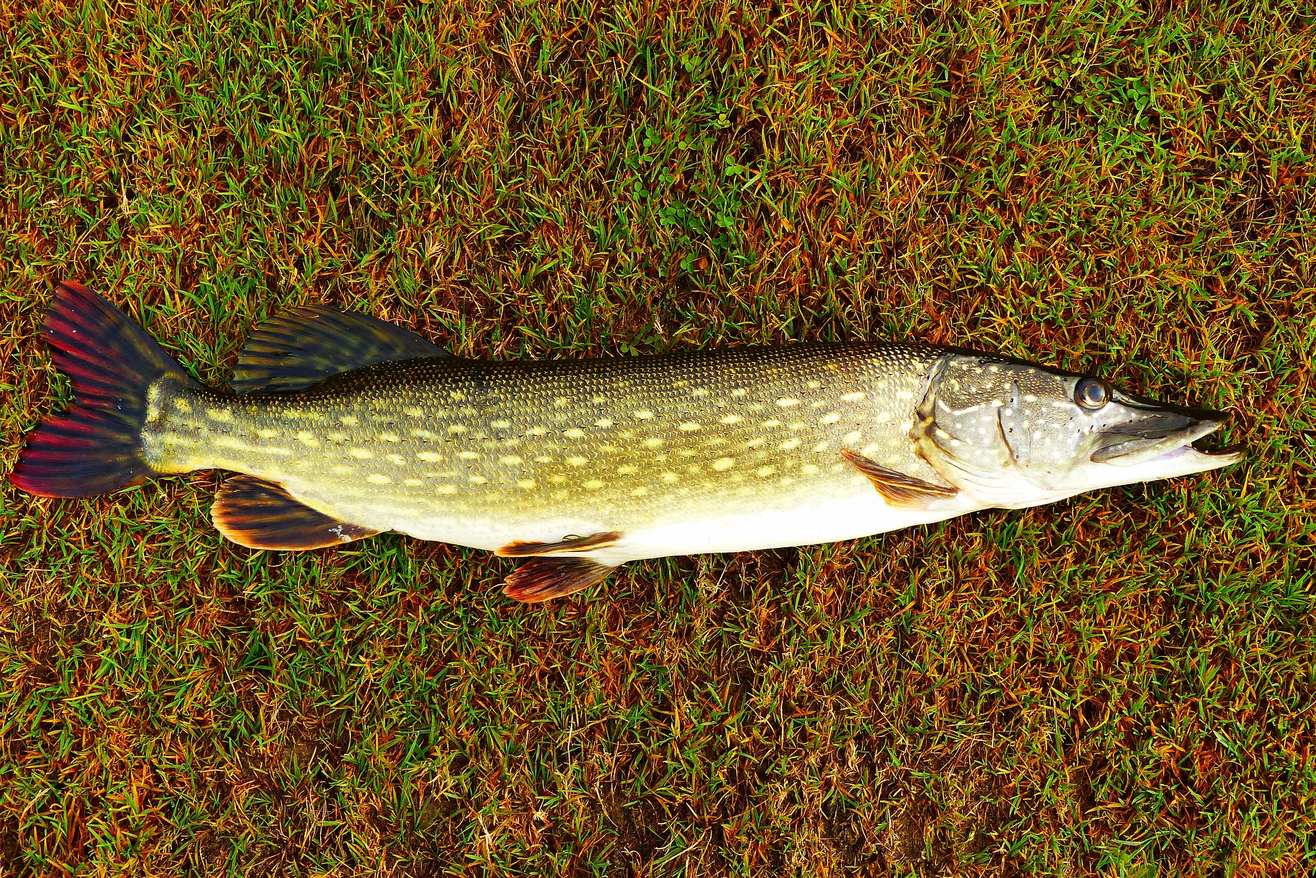 A fish lying on grass.