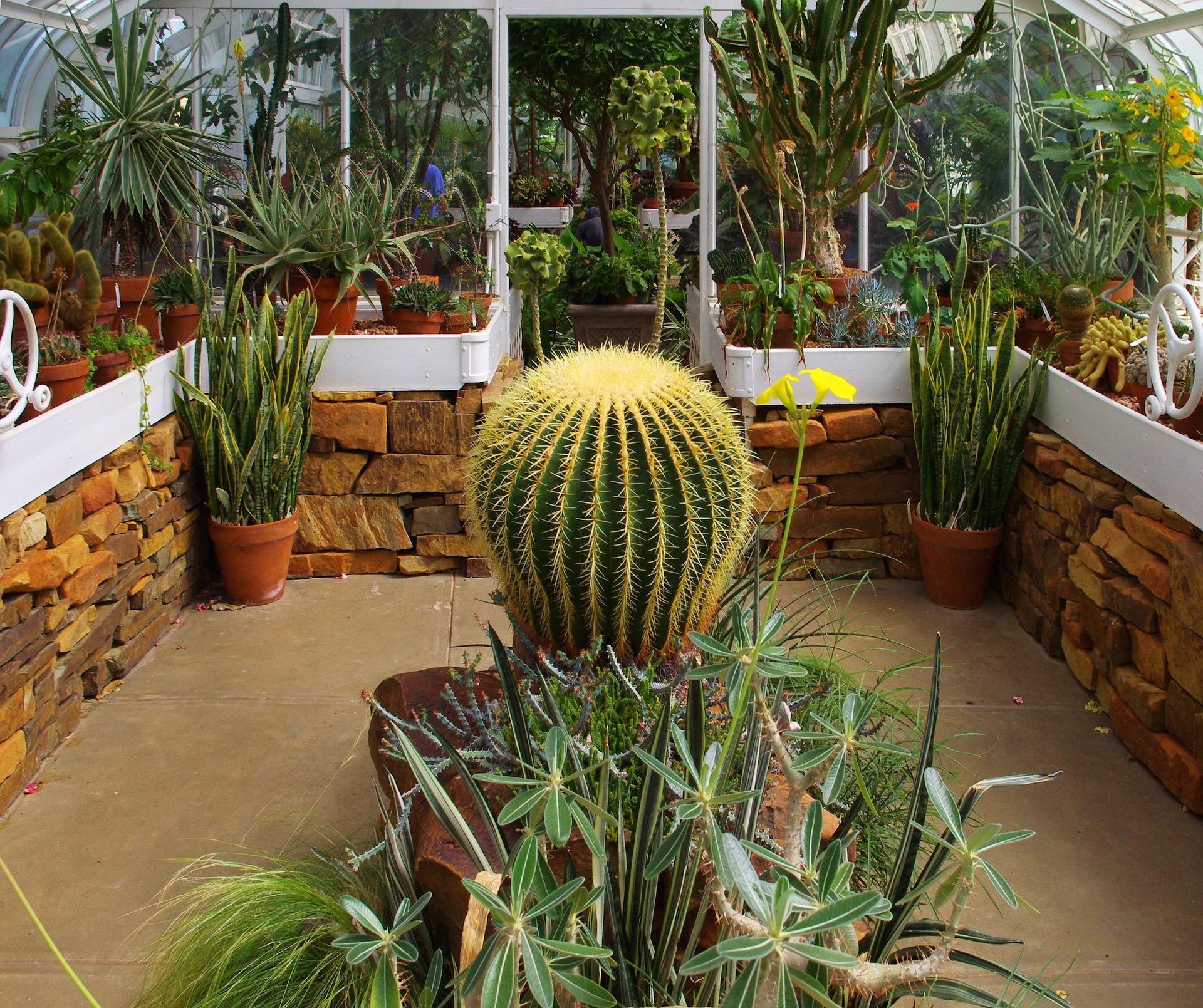 OK Cactus. A bulbous cactus in a courtyard.