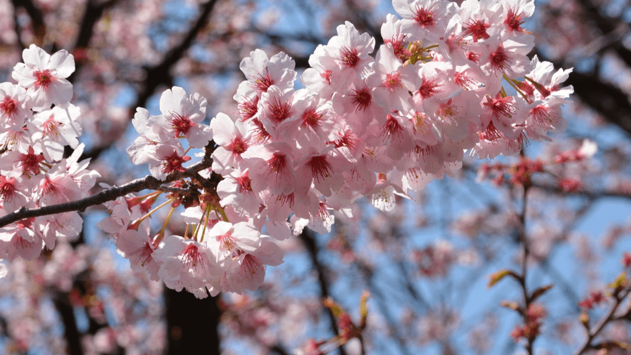 Beautiful peach blossoms in the sun.