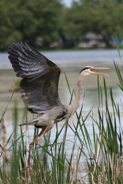A heron extends its wings.