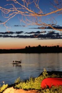 A swan paddles on a placid lake at dusk or sunset.