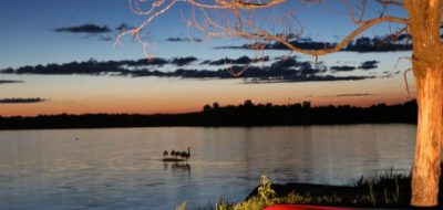 A swan paddles on a placid lake at dusk or sunset.