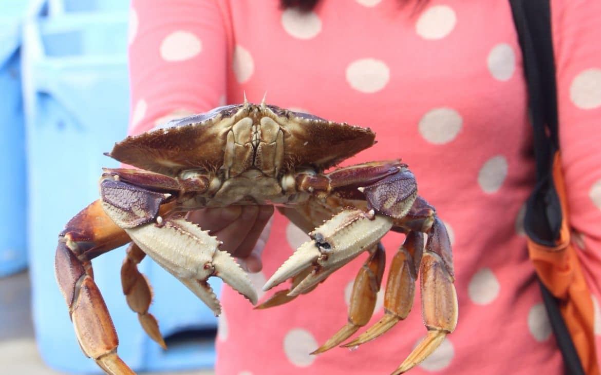 Woman holding a hefty crab