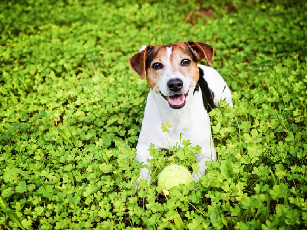 Dog with a ball in a field of clovers.