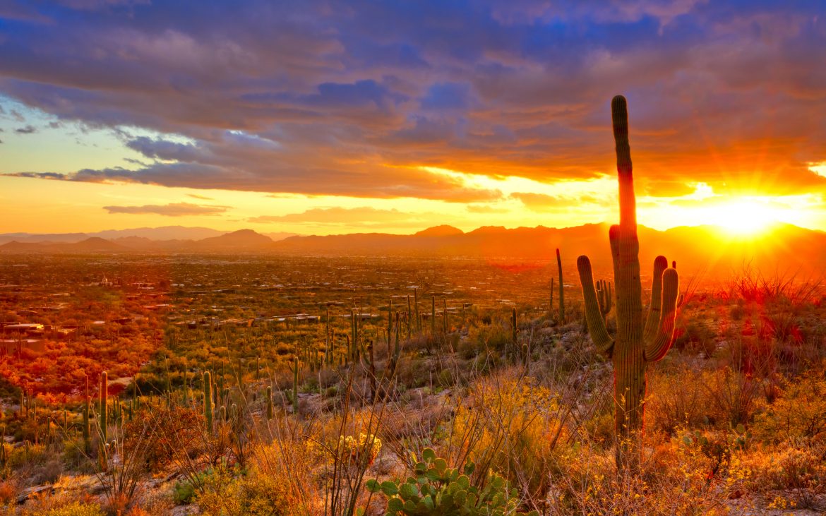 Rugged desert sunset with cacti