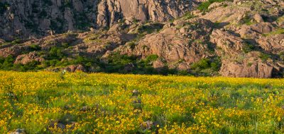 Field of coreopsis wildflowers at Elk Mountain in the Wichita Mountains of Oklahoma.