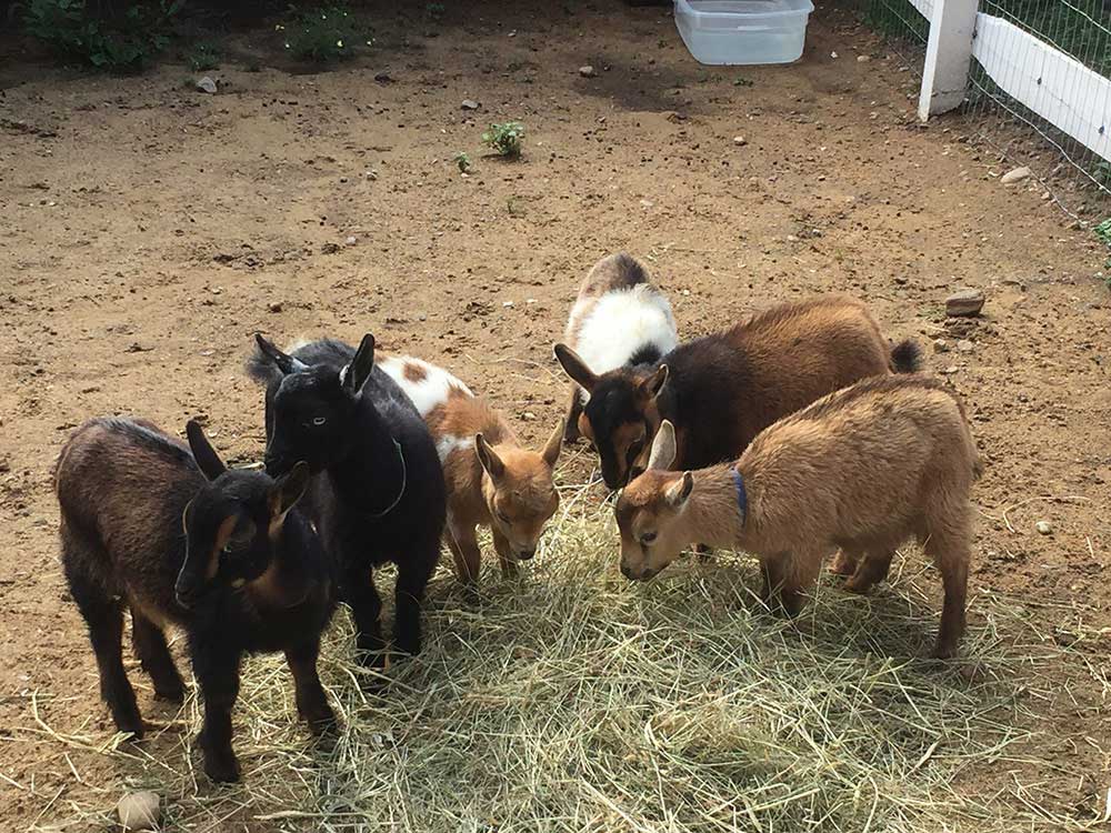 Baby goats munch on hay.