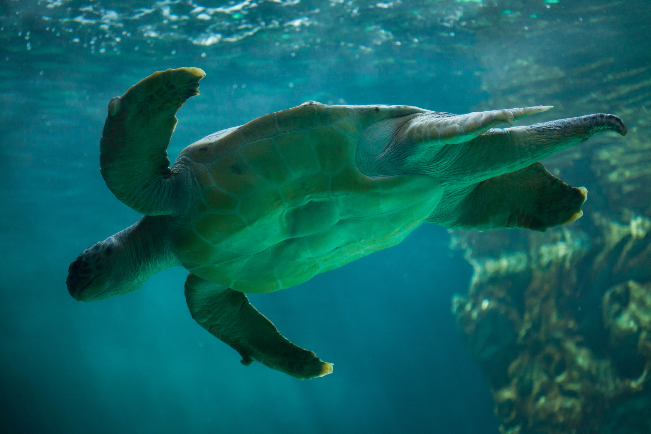 A sea turtle navigates the dark green depths of the ocean.