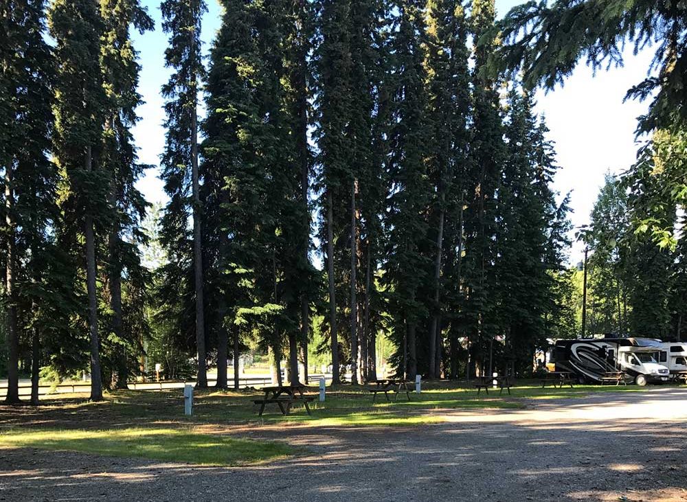 An RV parked near tall pine trees.