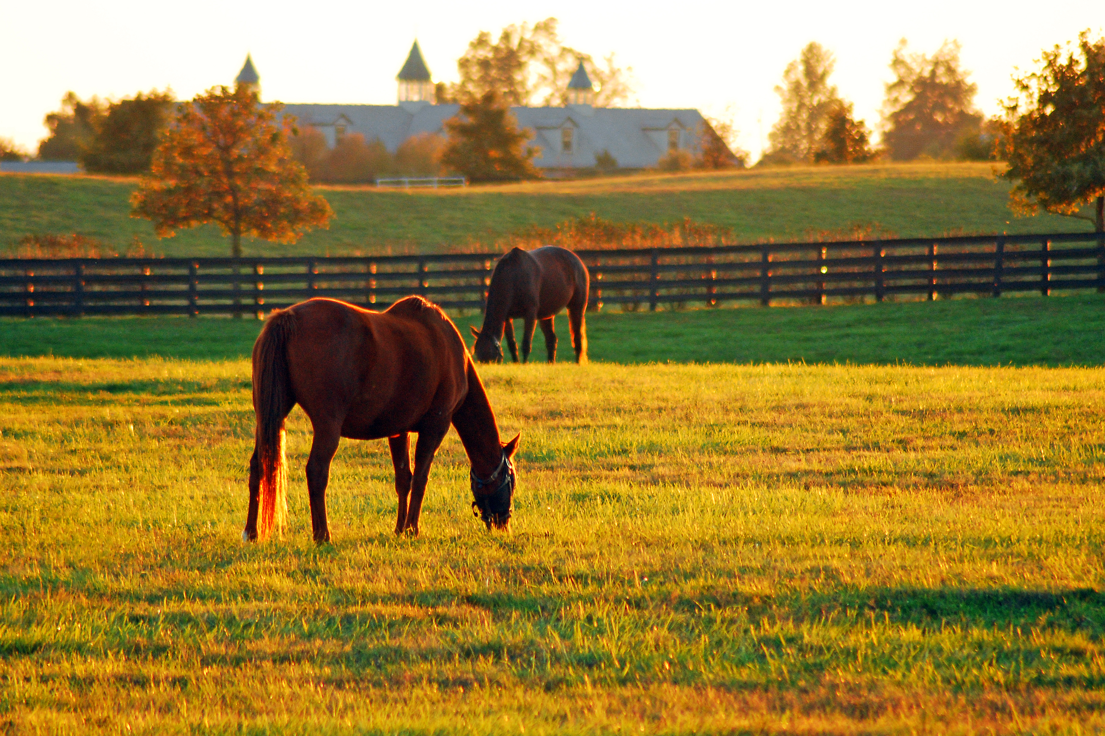 Two horses grazing late afternoon in Kentucky.