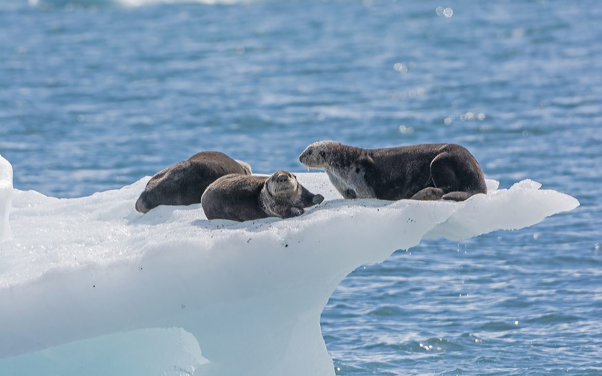 Otters on an ice shelf
