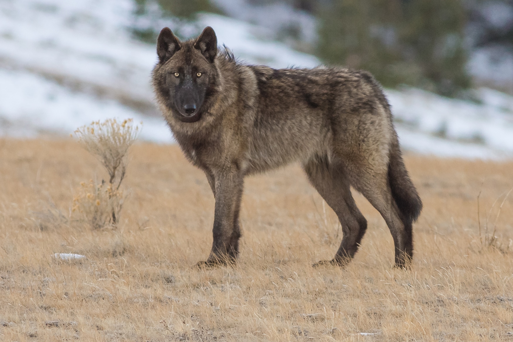 A wolf stares at the camera.