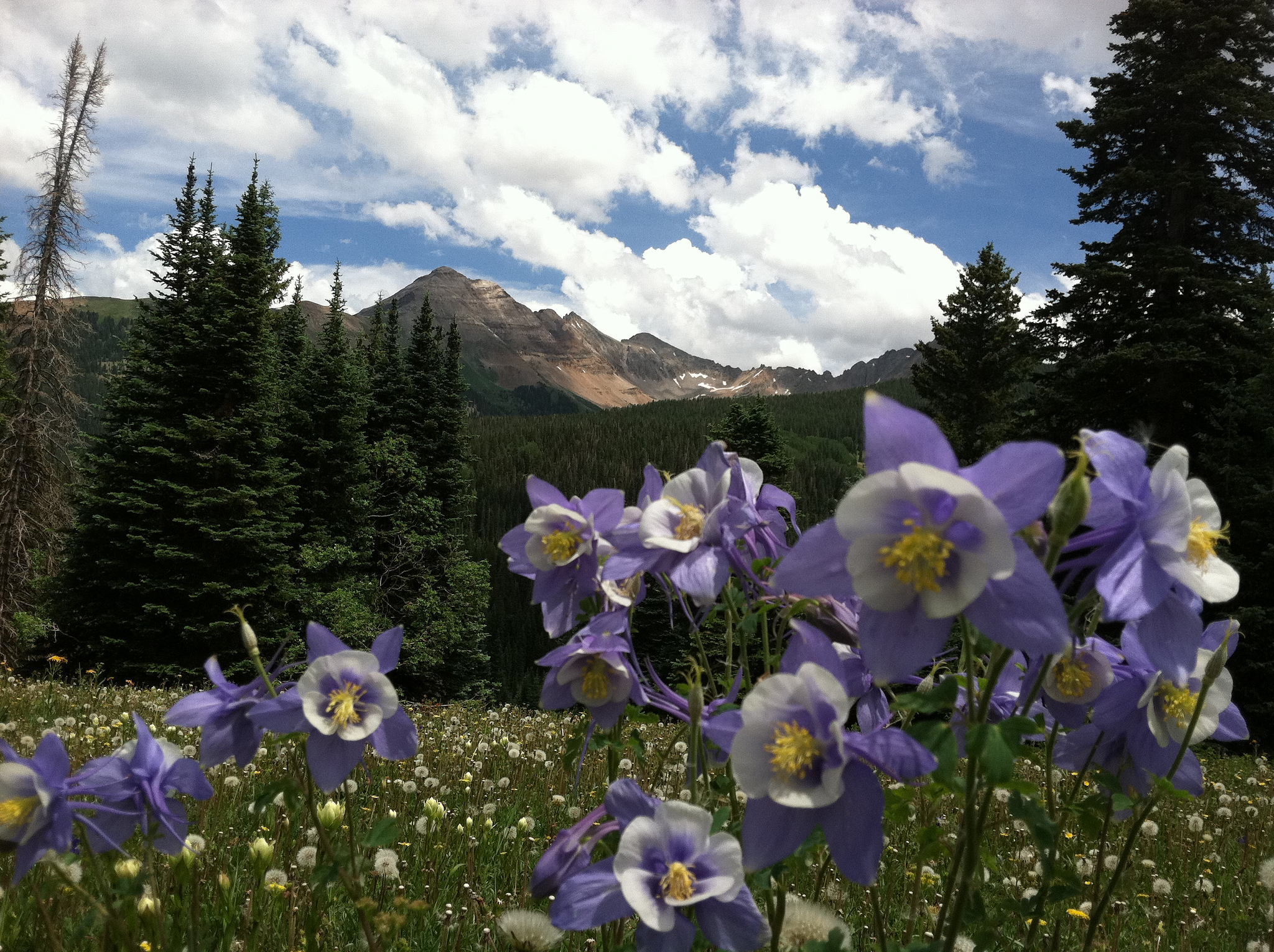 Blue bonnets in foreground, mountain in background near one of the new Good Sam Parks.