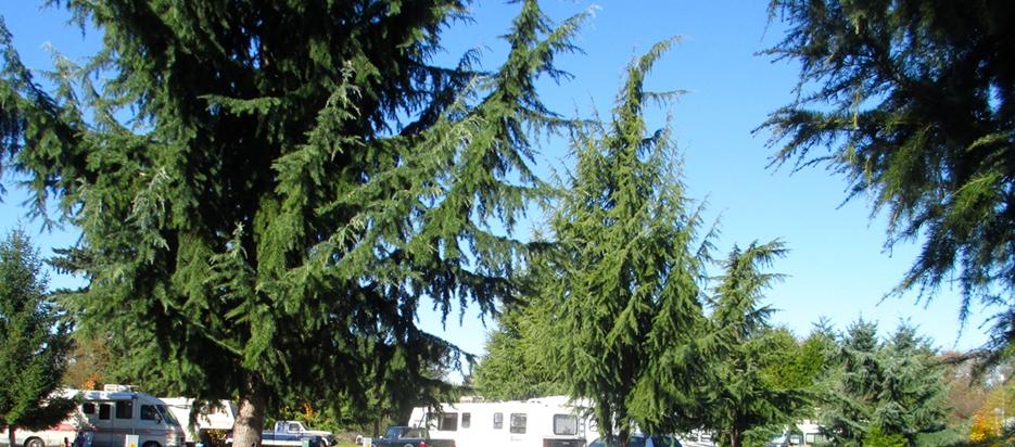 RVs under tall trees.